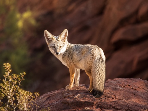April wildlife archive image