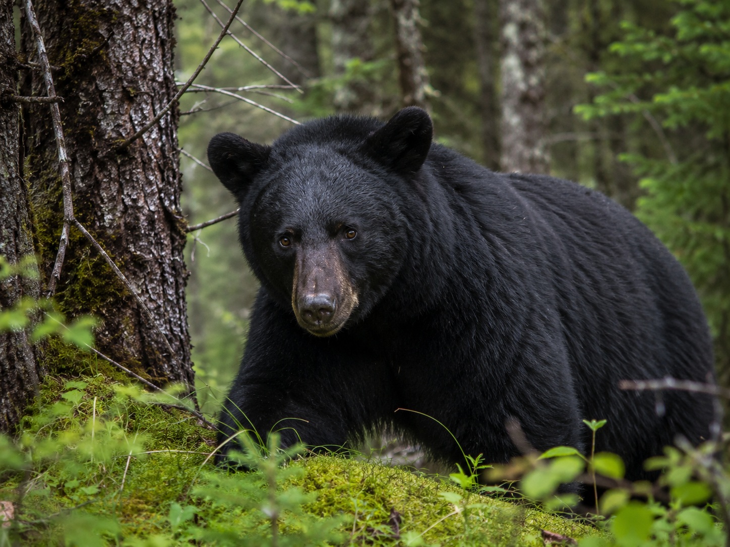 Quiet Bear wildlife photo