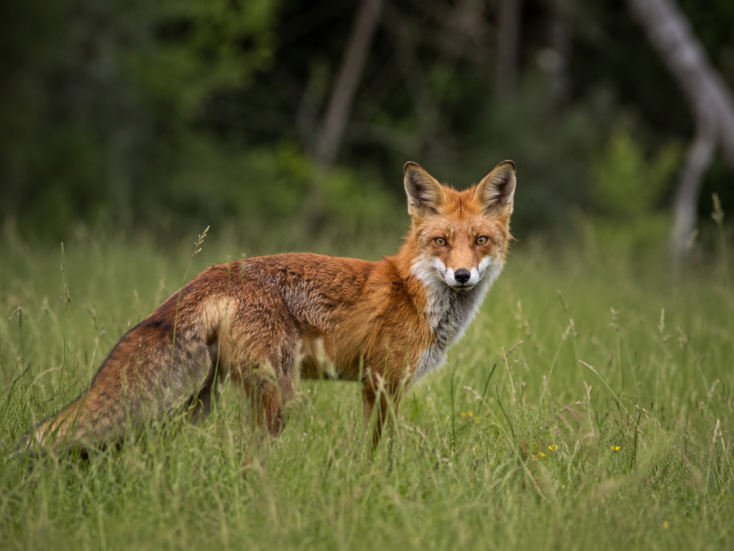 Forest Fox wildlife photo