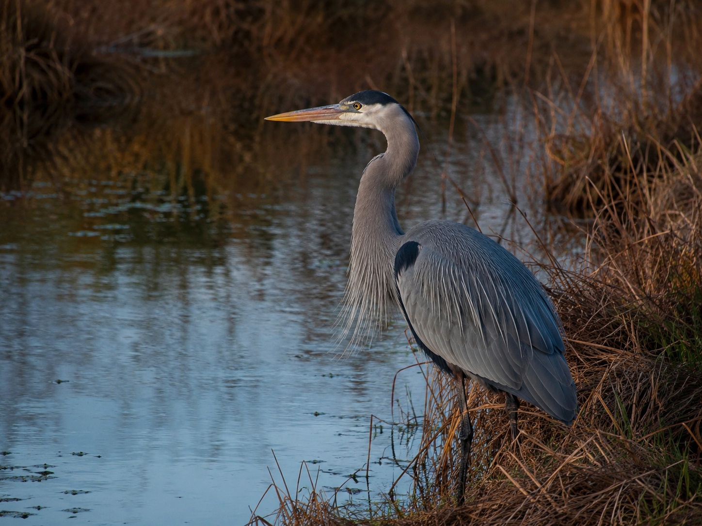 River Heron wildlife photo
